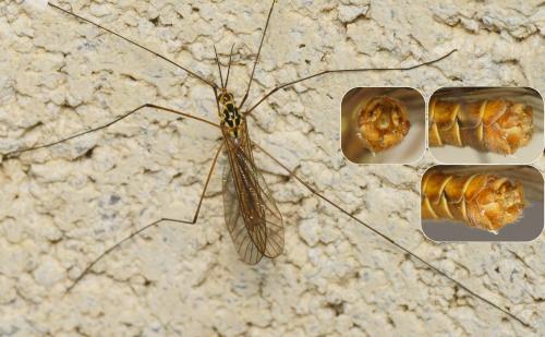 Nephrotoma submaculosa